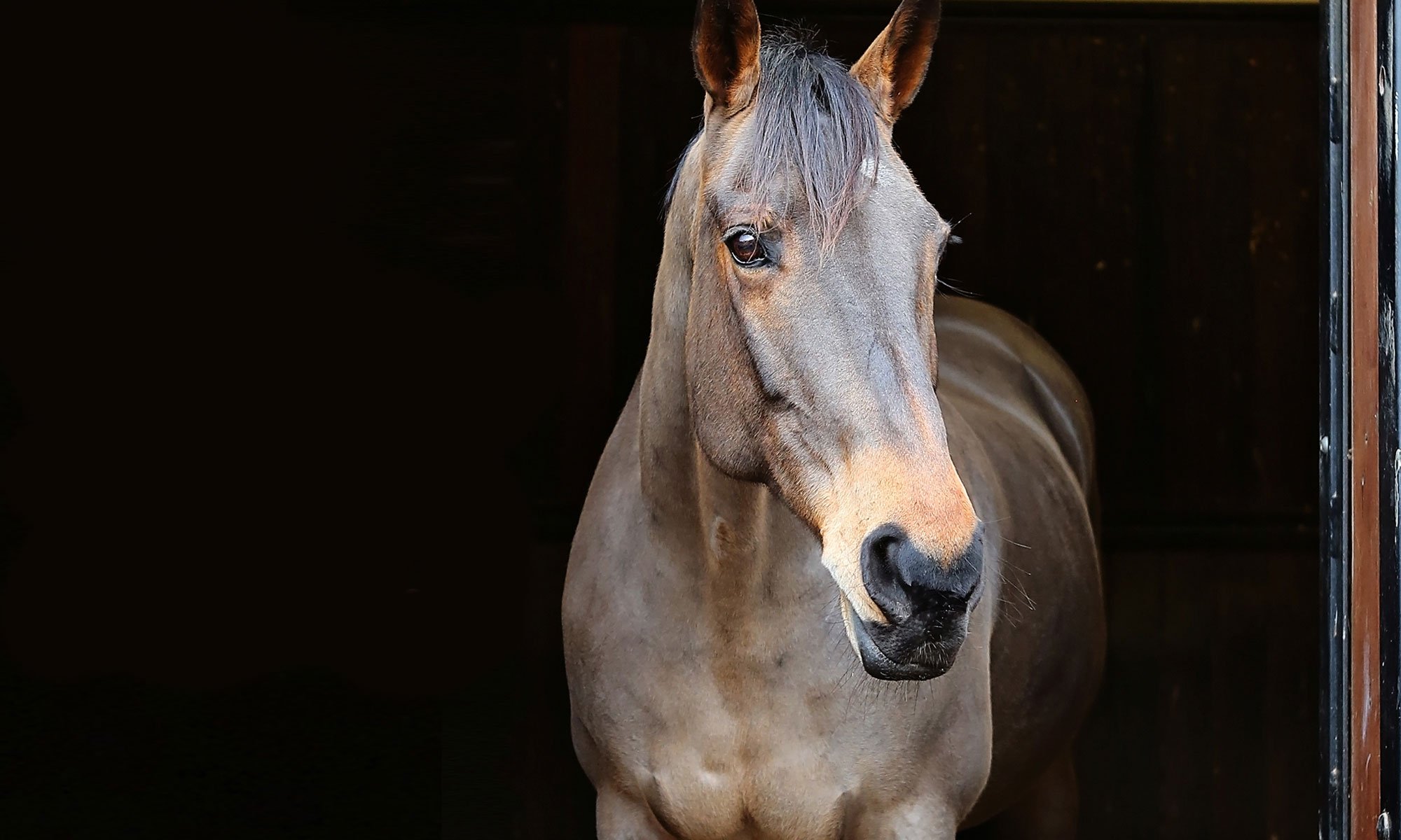 fiumi ammoniaca pericolosi harrison horse care blog