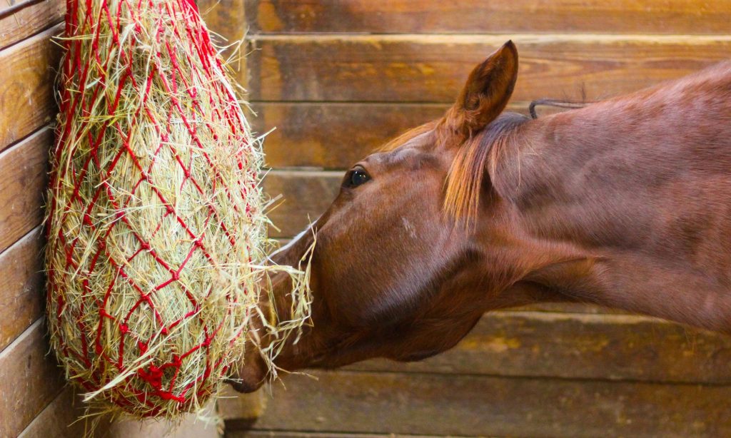 Il Veterinario risponde: Perché il tuo Cavallo tossisce?