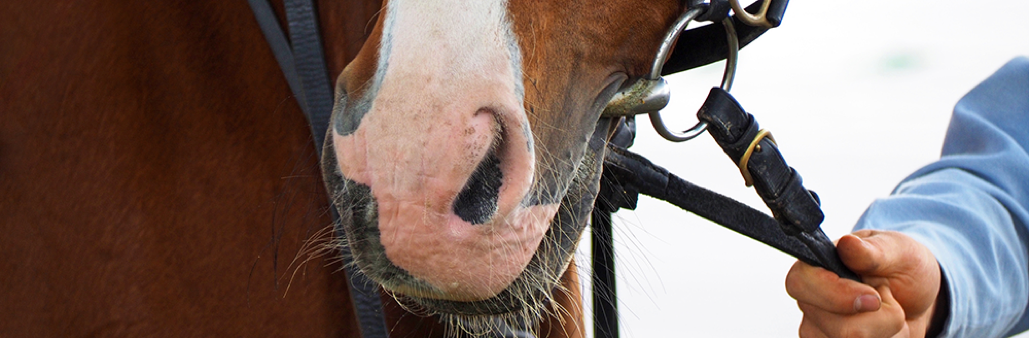 HEEPDD Coprinaso Per Cavallo In Tessuto Elastico Traspirante - Protezione UV E Anti-Insetti - Da Usare Con Briglia