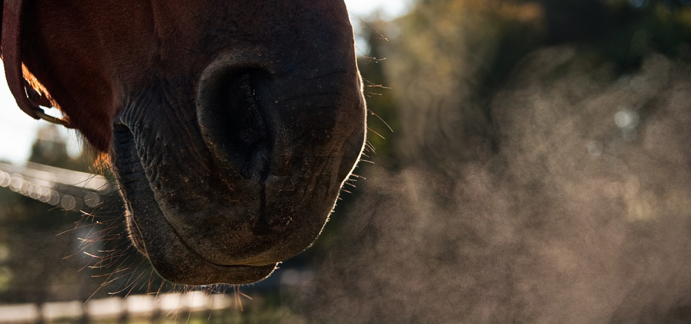 severe equine asma