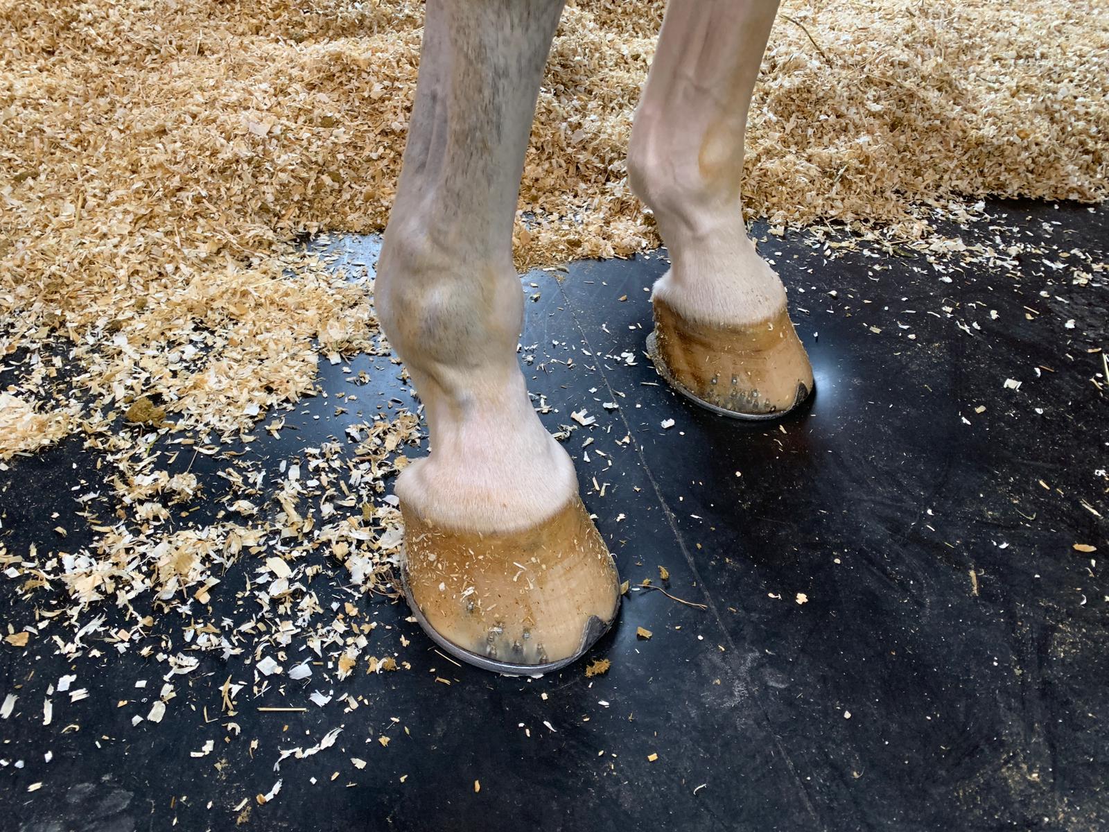 pavimento per cavalli