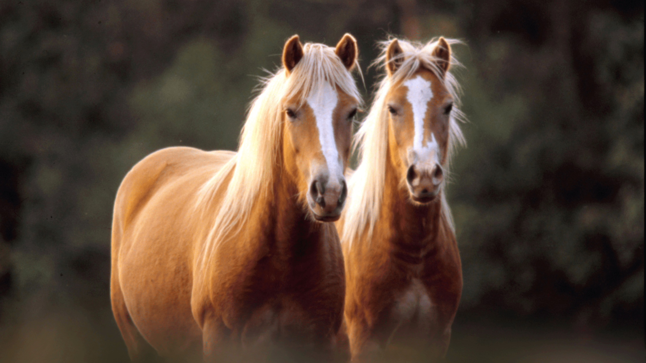 banner benessere cavallo harrison horse care blog