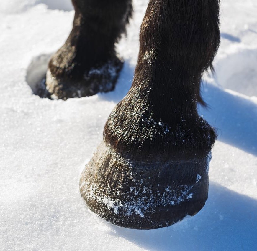 zoccoli cavallo inverno