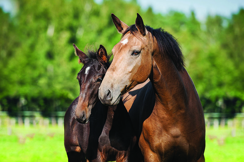 cavalli sani vitamine integratori harrison horse care