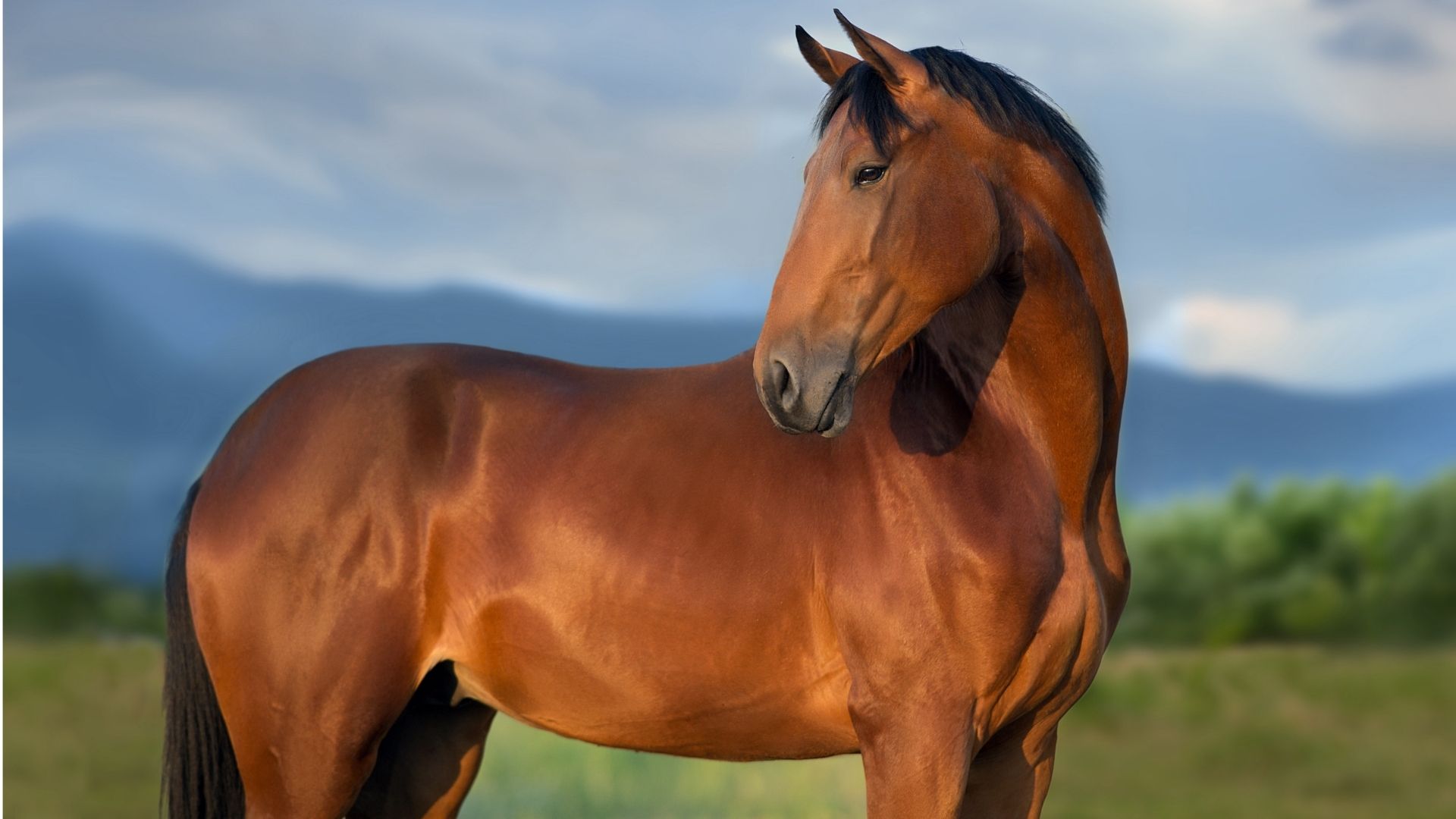 circolazione sanguigna del cavallo cover harrison horse care blog