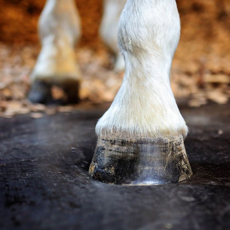 giulia martinengo comfortstall harrison horsecare