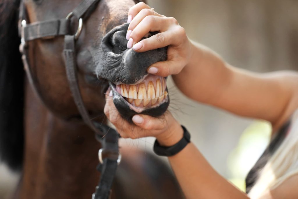 denti cavallo