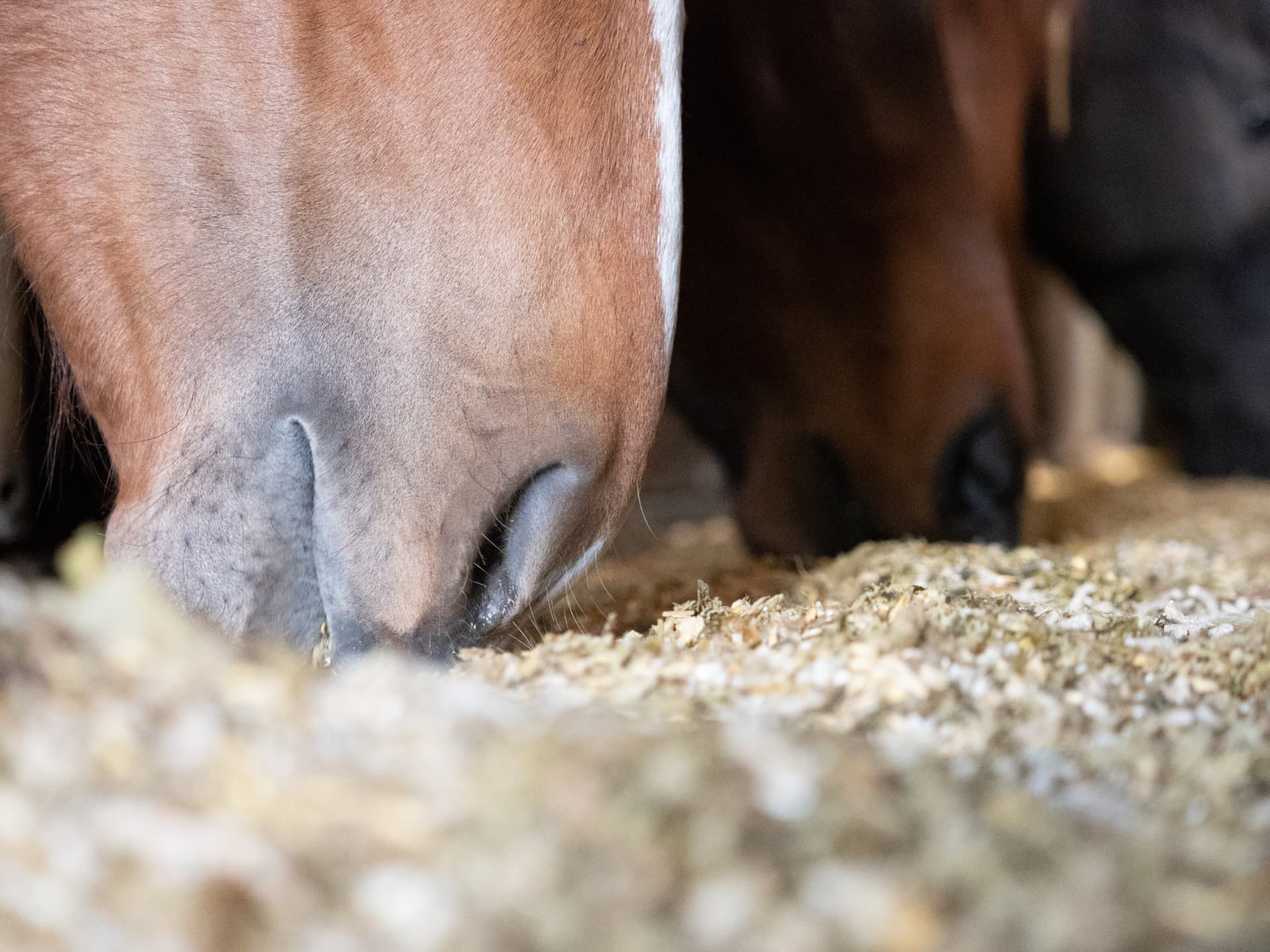 prevenzione coliche cavallo harrison horse care