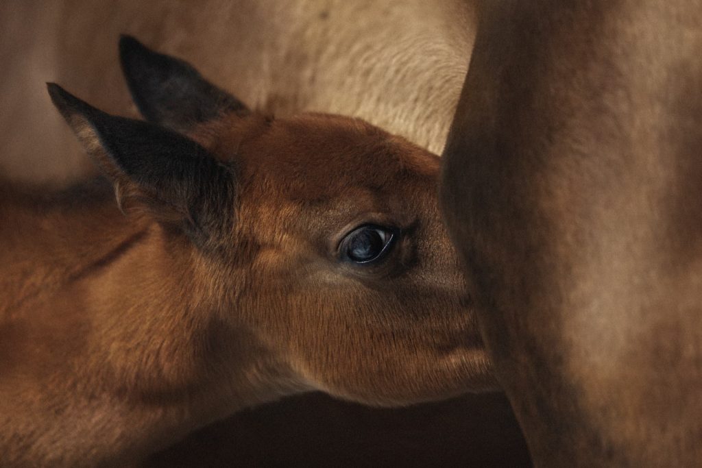 stagione delle nascite dei puledri alimentazione harrison horse care cover