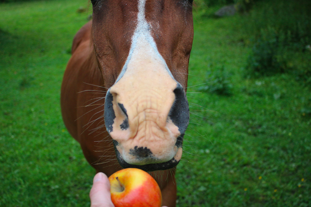 detail of a horse eating an apple harrison horse care