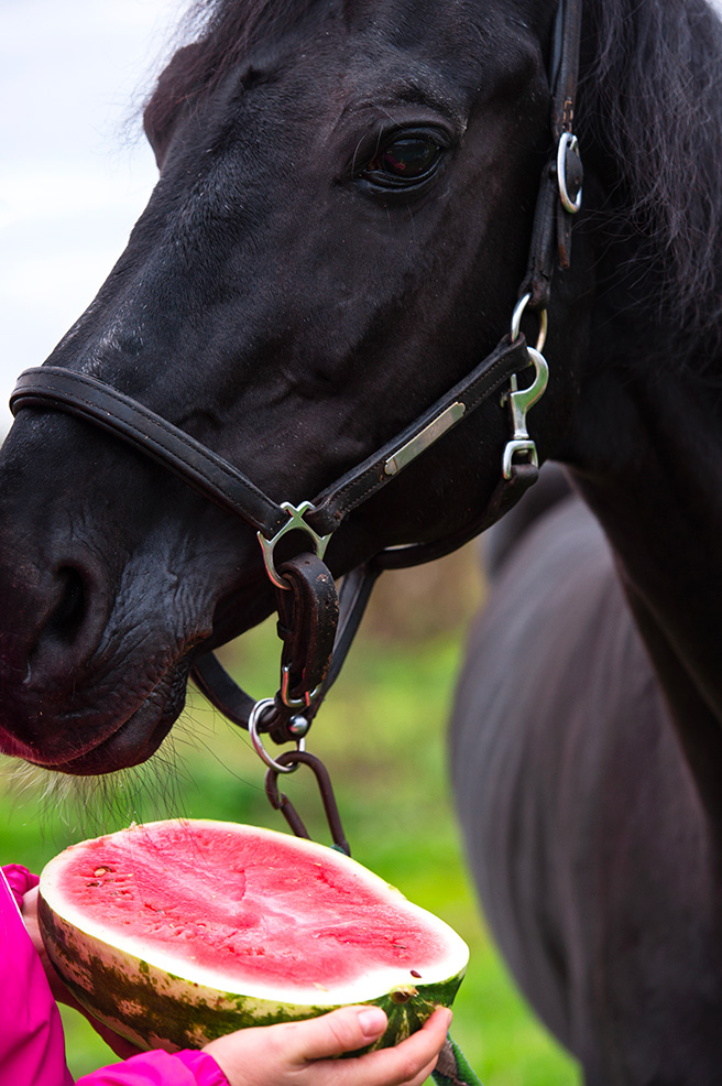 horse eating watermelon harrison horse care