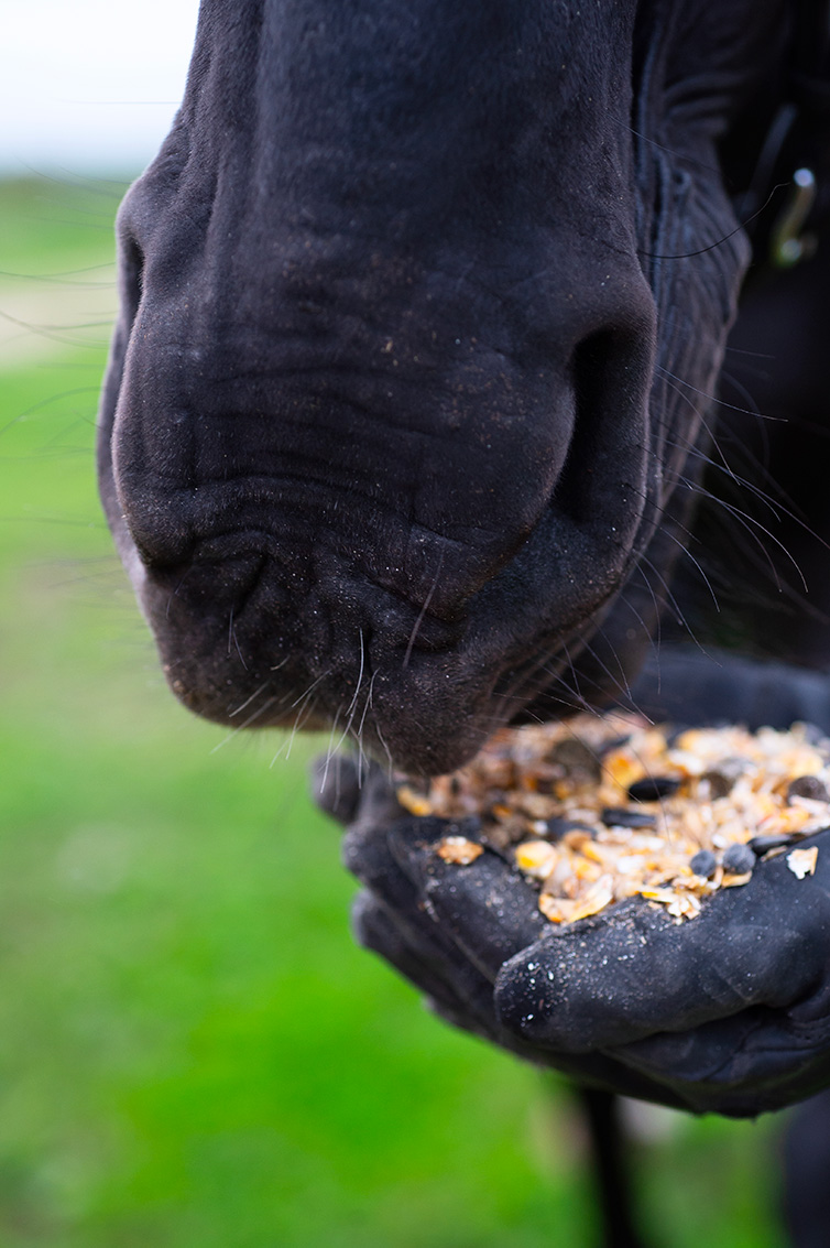detail of horse eating some harrison horse care feed
