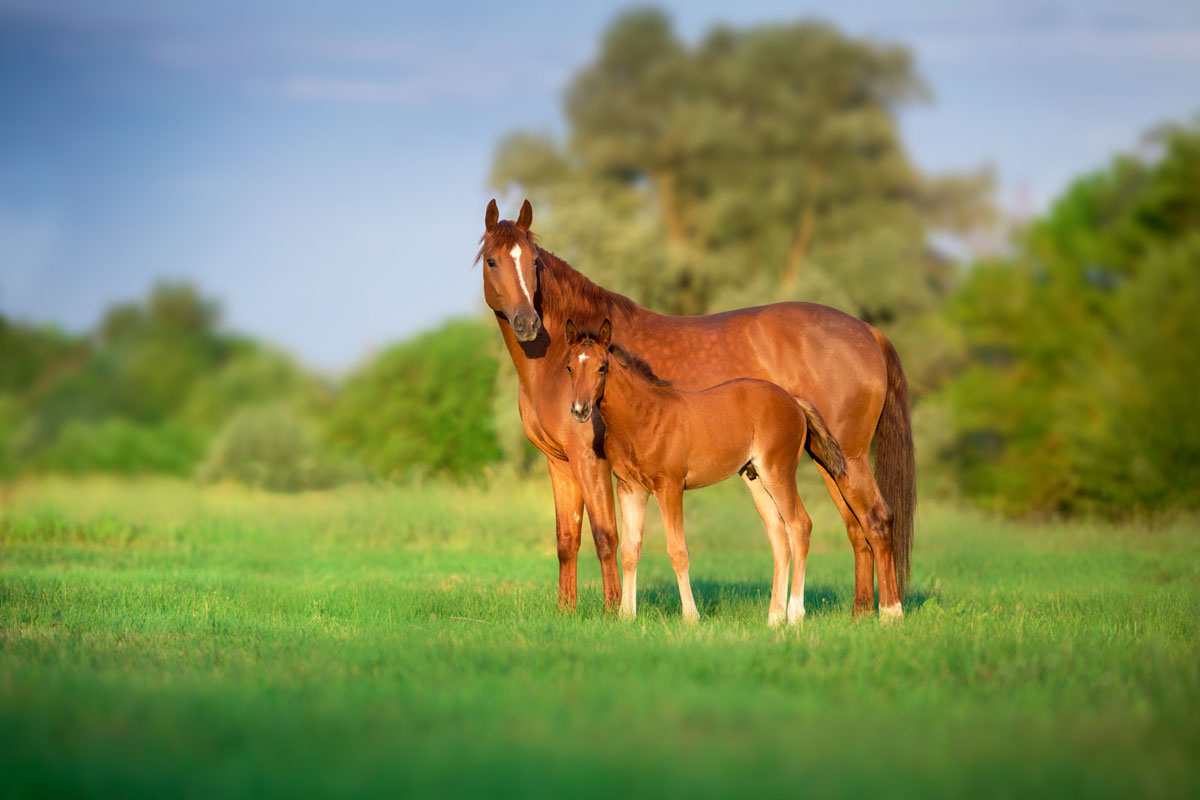 Mare and foal in a pasture harrison horse care