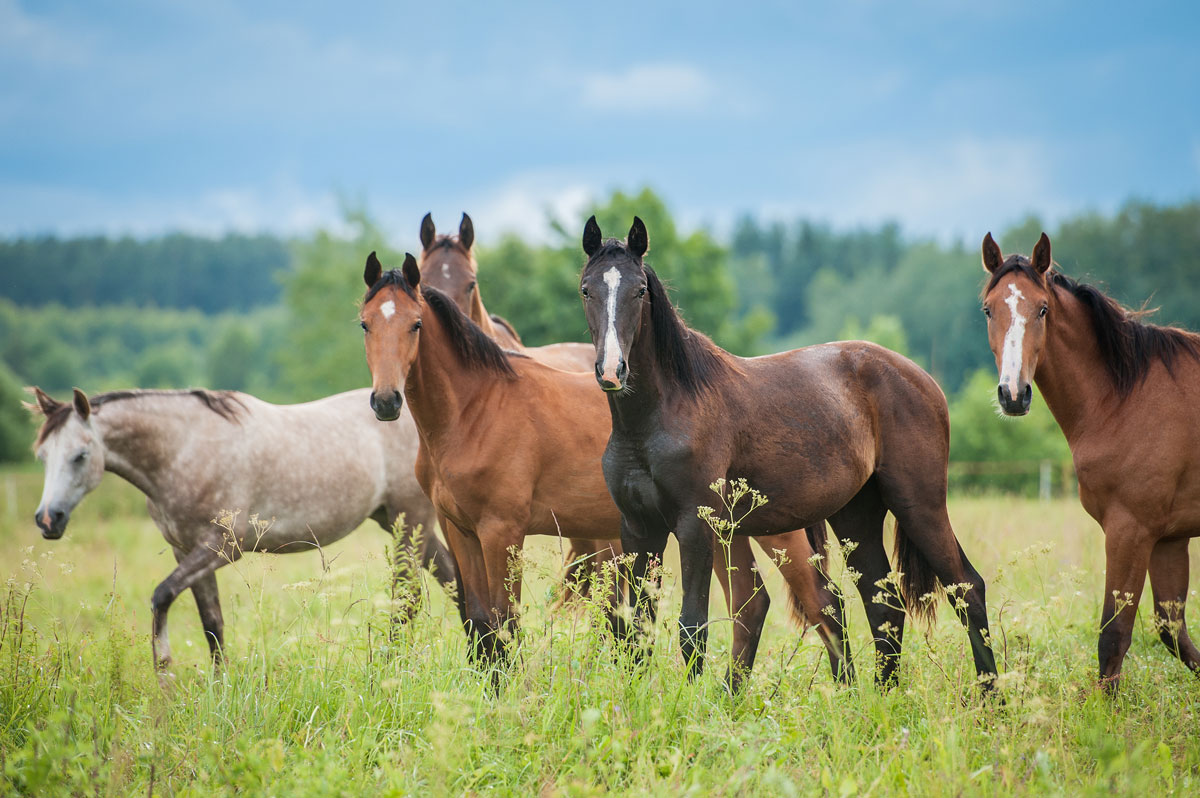 grazing horses running harrison horse care