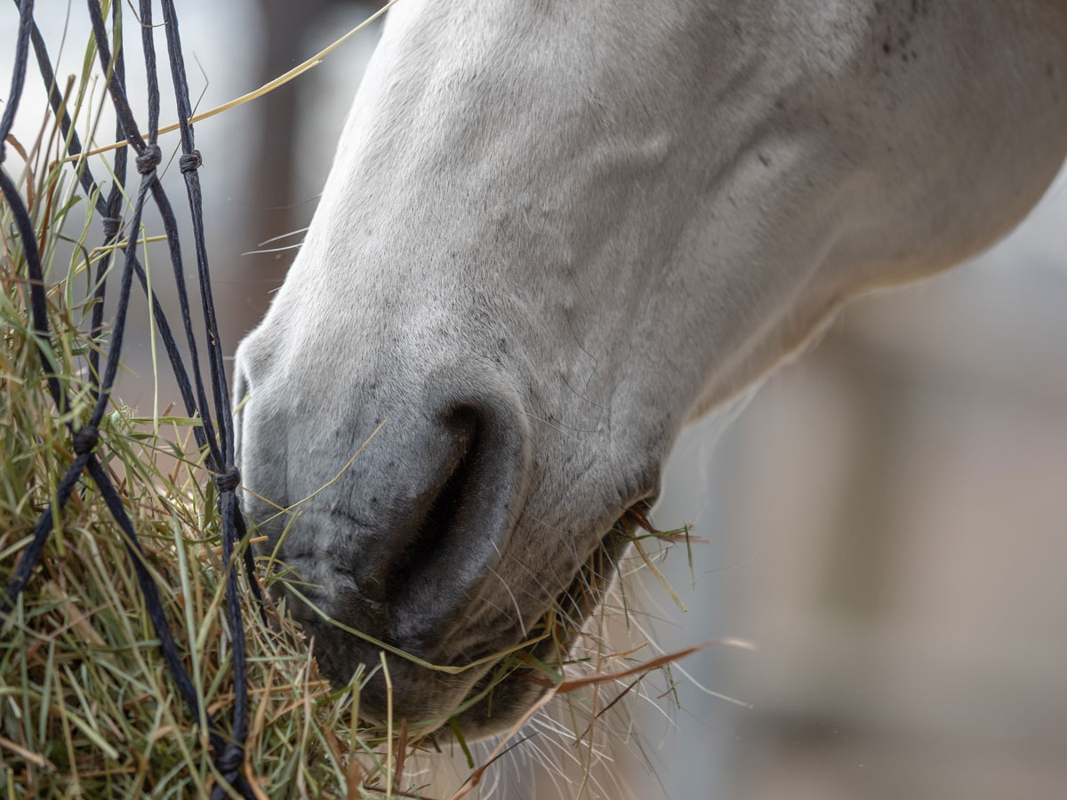 dettaglio di un cavallo che mangia erba medica harrison horse care