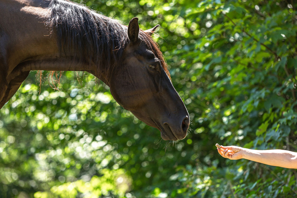 snack per cavalli immagine in evidenza harrison horse care